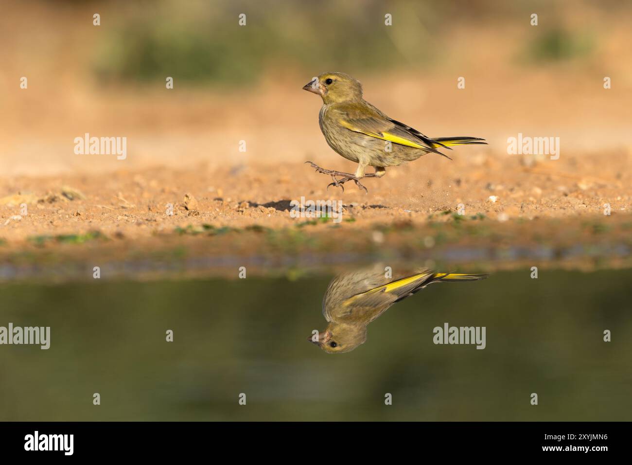 Europäischer Grünfink oder einfach der Grünfink (Chloris chloris) Stockfoto