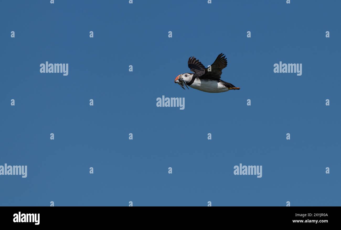 Puffin im Flug mit Sandaalen, Northumberland, England Stockfoto