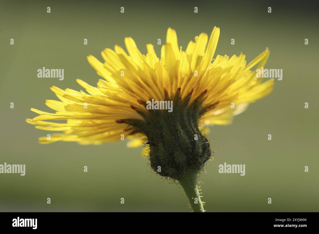 Wiesenpfau Stockfoto