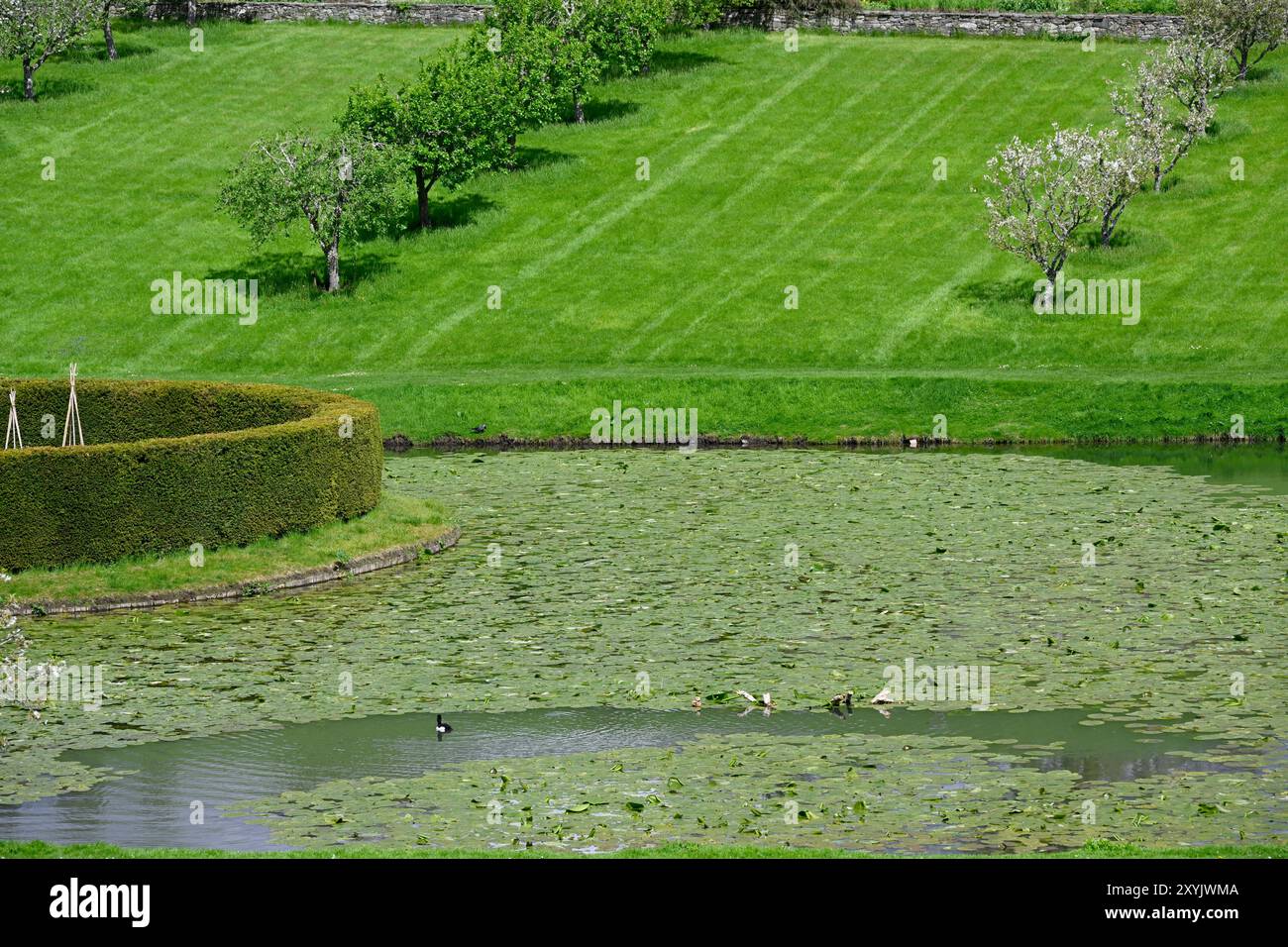 Eine getuftete Ente schwimmt auf dem See im ummauerten Garten von Blair Atholl Castle und Reihen blühender Obstbäume sitzen auf dem frisch gemähten Gras A Stockfoto