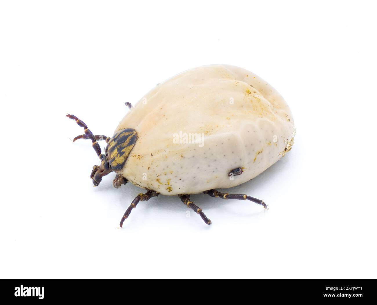 Gopher Schildkröte Zecke Erwachsene - Amblyomma tuberculatum - nur bei Gopher Schildkröte gefunden. Die größte Art in Nordamerika. Ansicht von oben mit Details Stockfoto