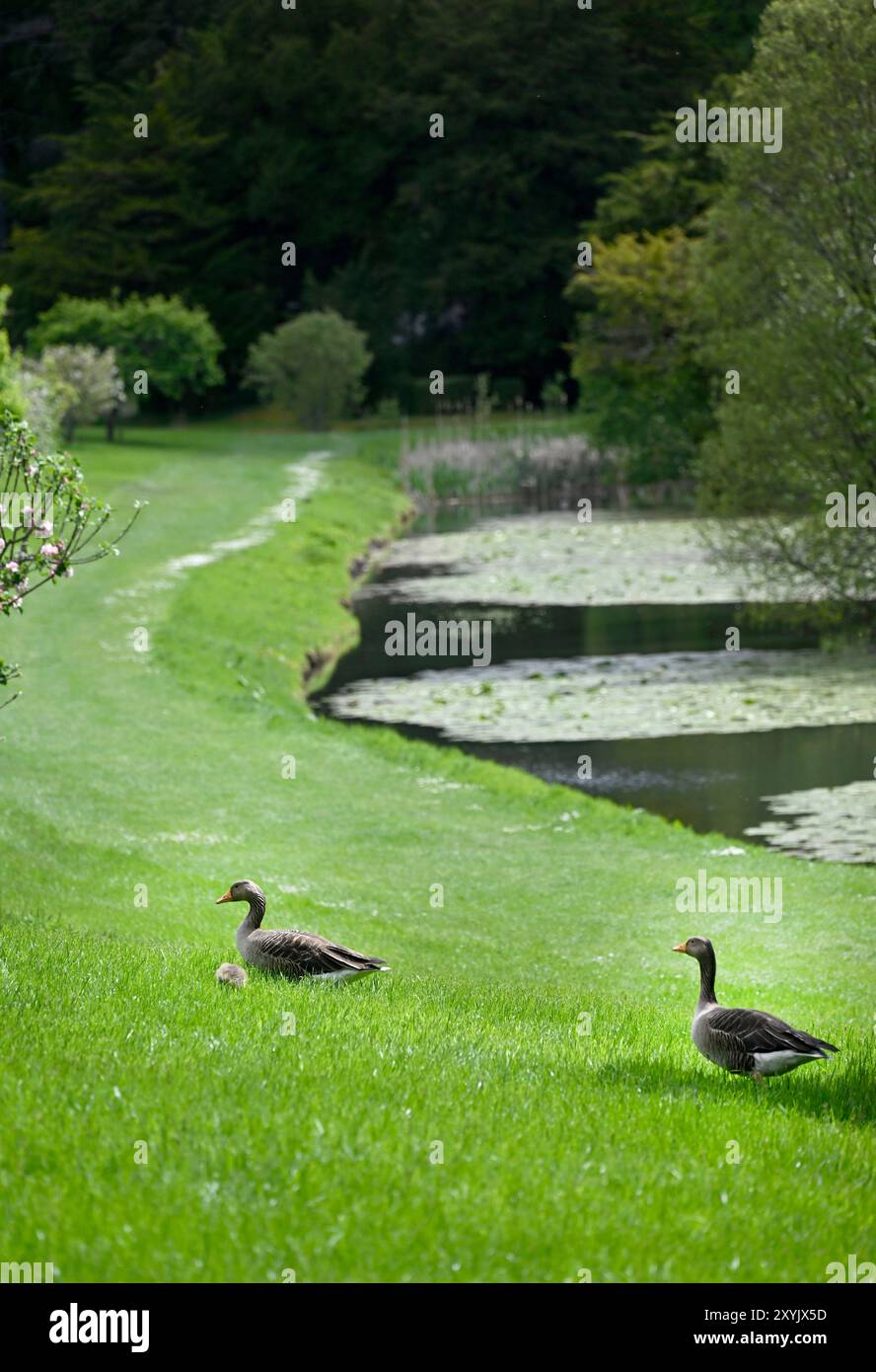 Graugänse im ummauerten Garten von Blair Atholl Castle Stockfoto