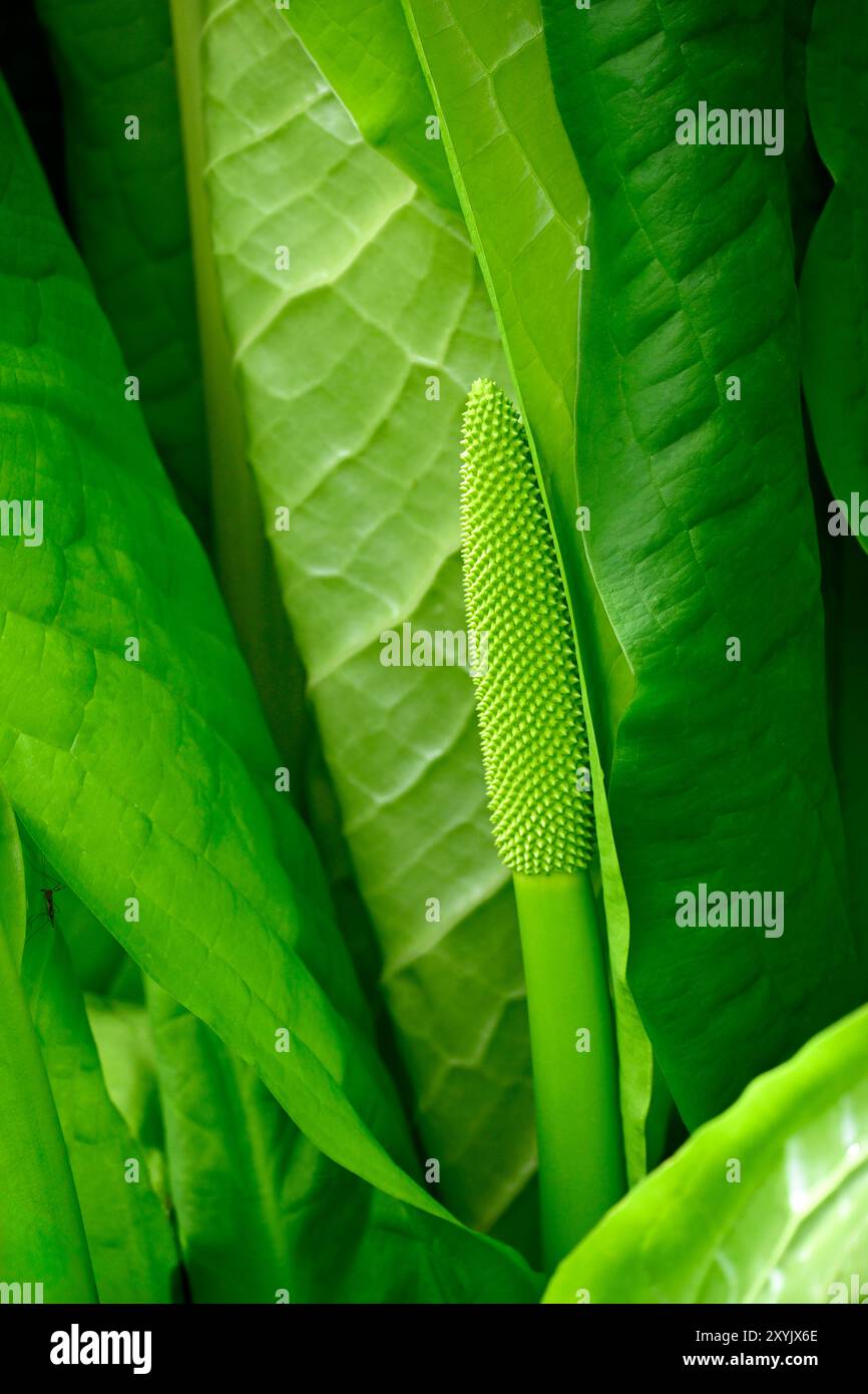 Nahaufnahme eines Western Skunk Cabbage Stockfoto