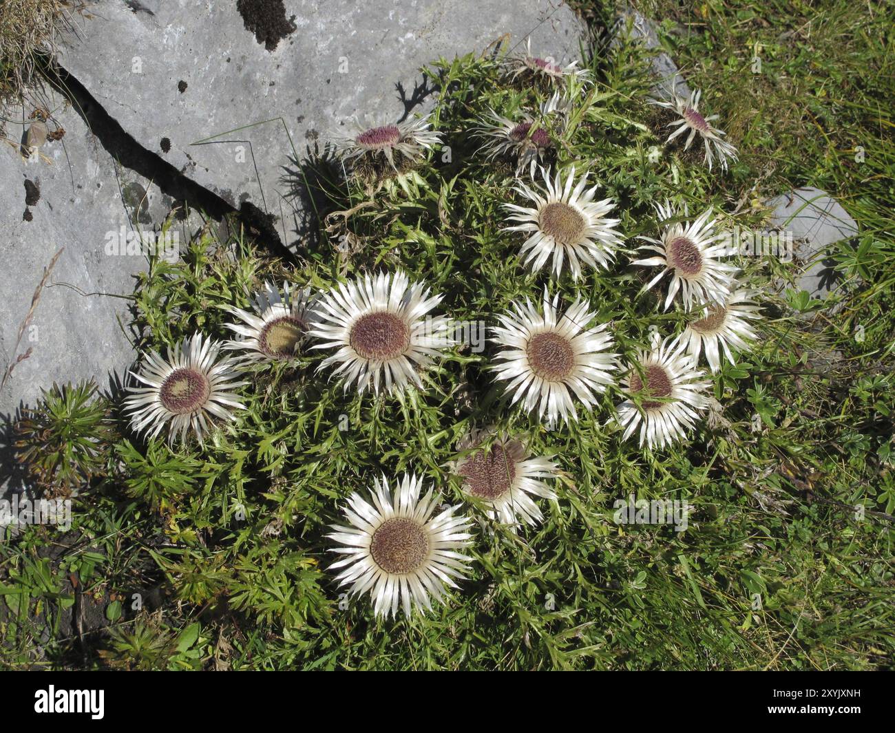 Silberdisteln, seltene Blumen in den Alpen Stockfoto