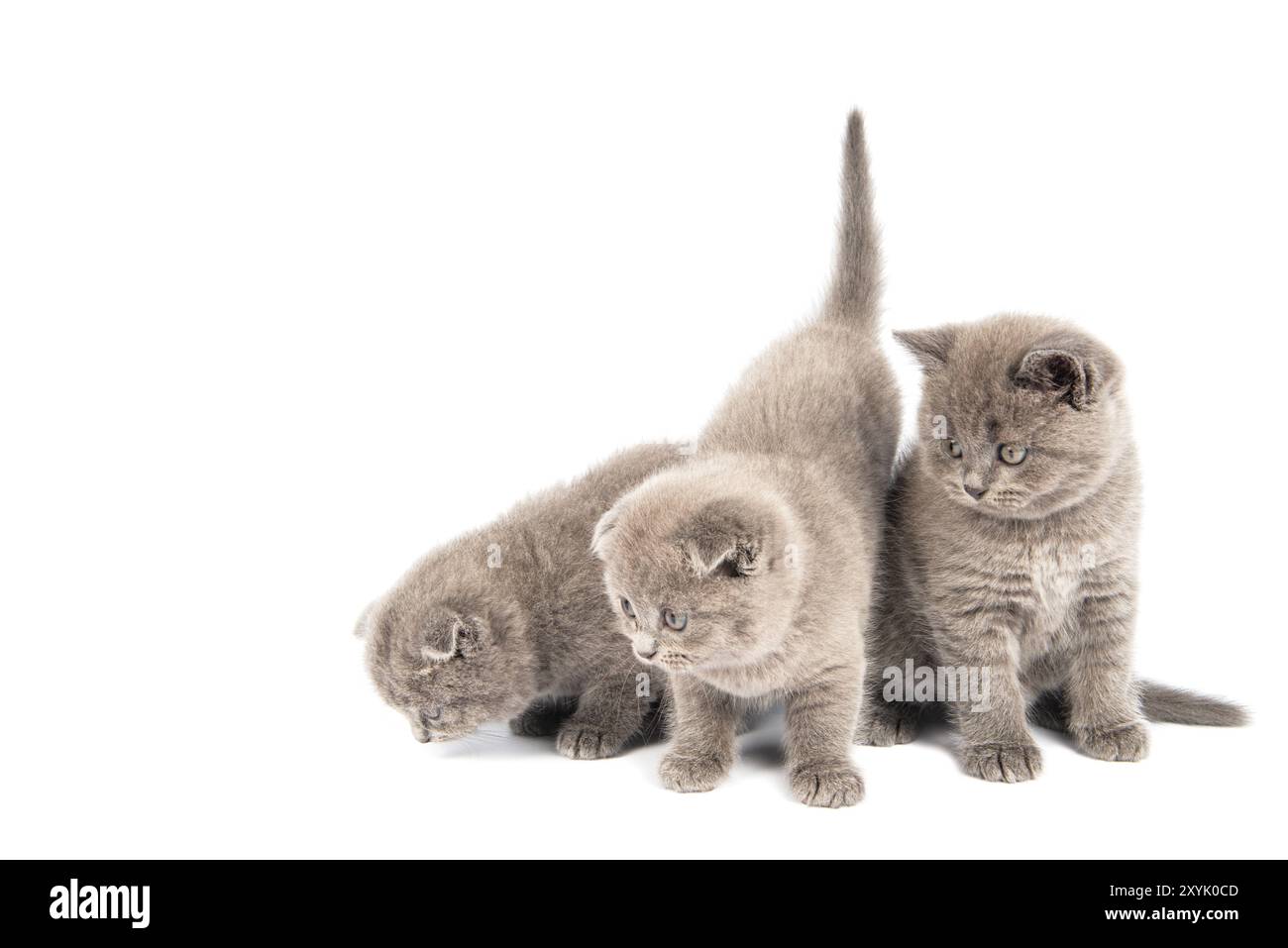 Kleine britische Kurzhaar-blaue Kätzchen, schön lustig Stockfoto