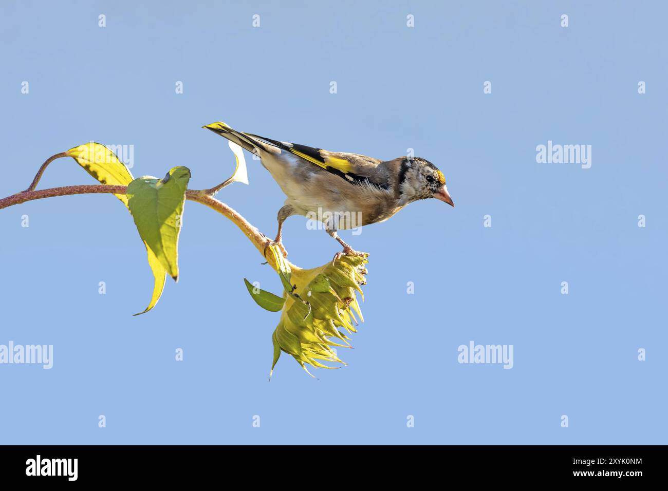 Goldfinch sitzt auf einer alten Sonnenblume mit Samen zwischen blühenden Sonnenblumen vor einem verschwommenen blauen Hintergrund Stockfoto