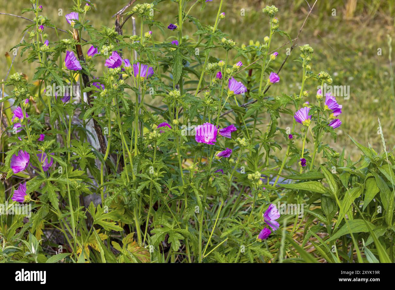 Moschusmalve (Malva moschata) blüht. Rosafarbene Blüten auf der Pflanze der Familie Malvaceae mit tief geschnittenen Blättern Stockfoto