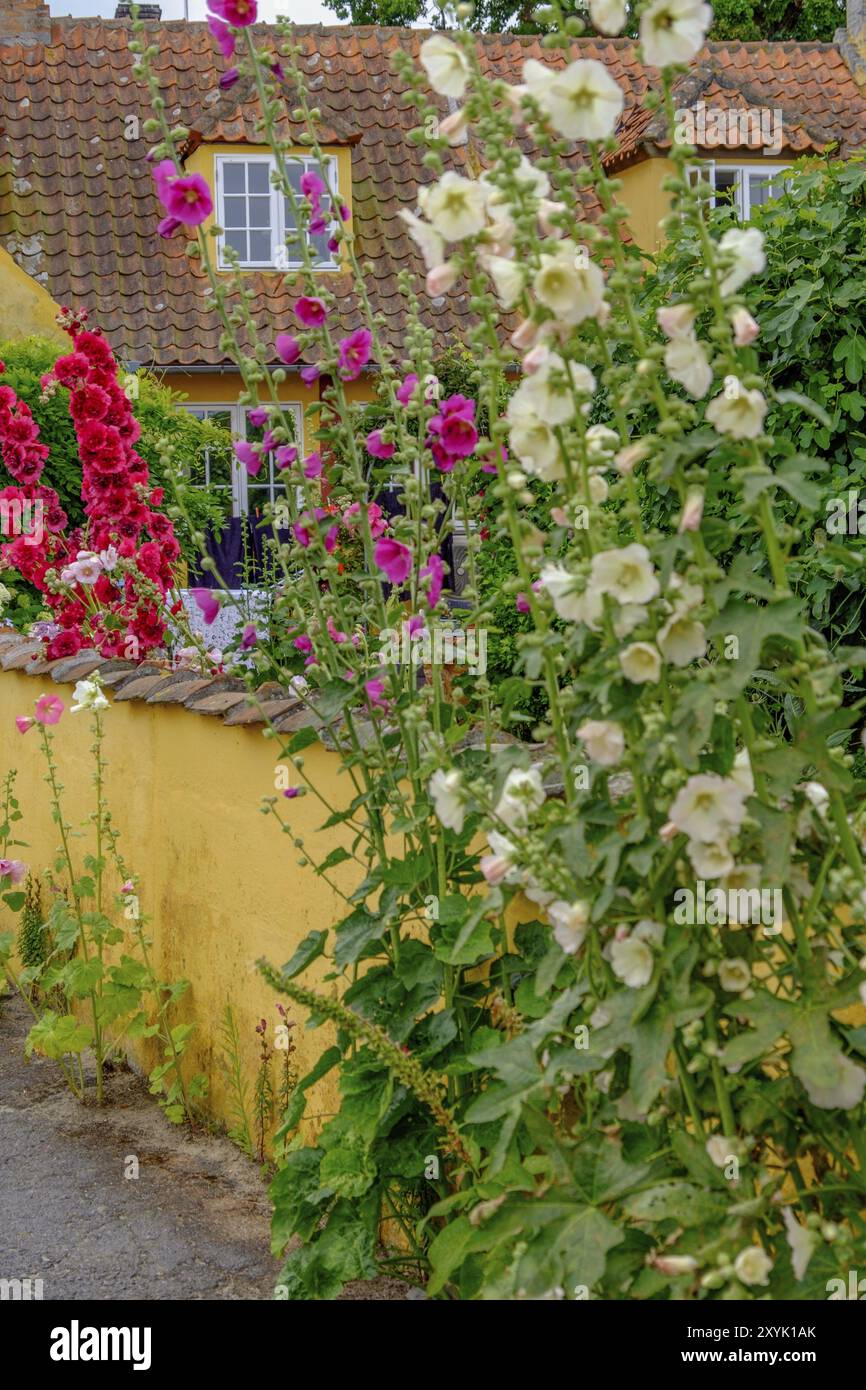 Rosa und weiße Blumen vor einem gelben Haus mit Dachziegeln, ländliche und sommerliche Stimmung, svaneke, bornholm, ostsee, dänemark, Skankandinavien Stockfoto