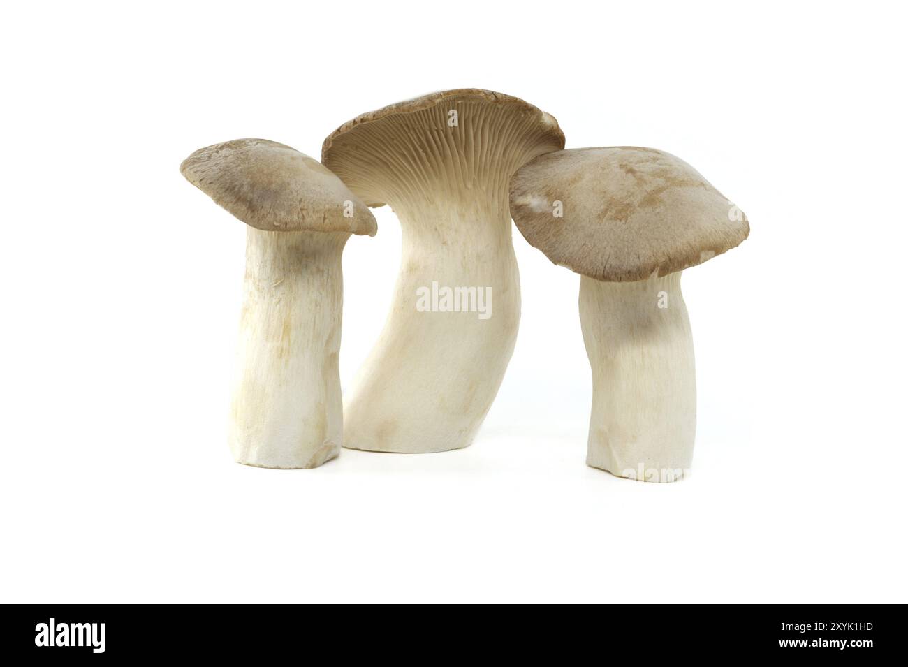 Pleurotus eryngii Pilz isoliert auf weißem Hintergrund, auch bekannt als König Trompete Pilz, Französisch Horn Pilz, Eryngi, König Austern Pilz, König Stockfoto