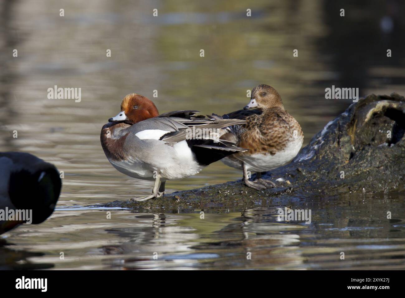 Eurasische Witwe, Paar, Anas penelope, Eurasische Witwe? Koppeln Stockfoto