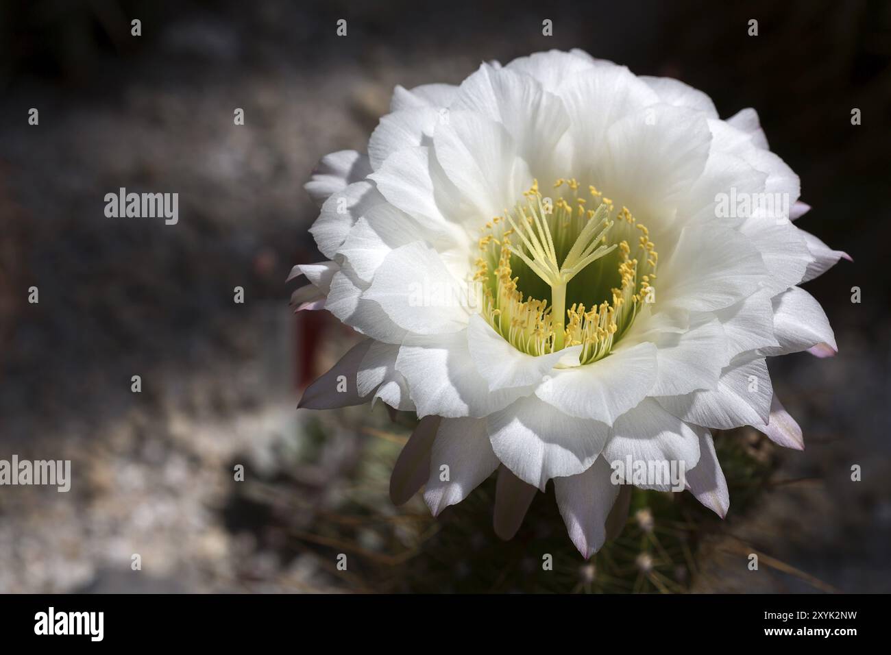 Große cactus Flower (echinopsis Candicans) Stockfoto
