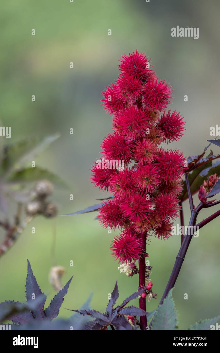 Castor Bean Plant (Ricinus communis) mit violettem Laub Stockfoto