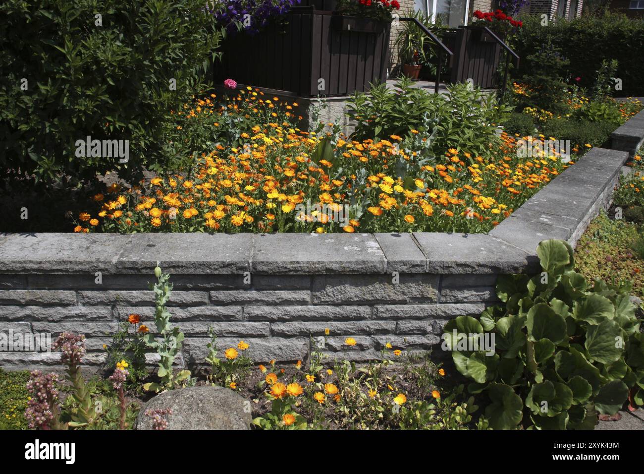 Vorgarten mit Ringelblumen Stockfoto