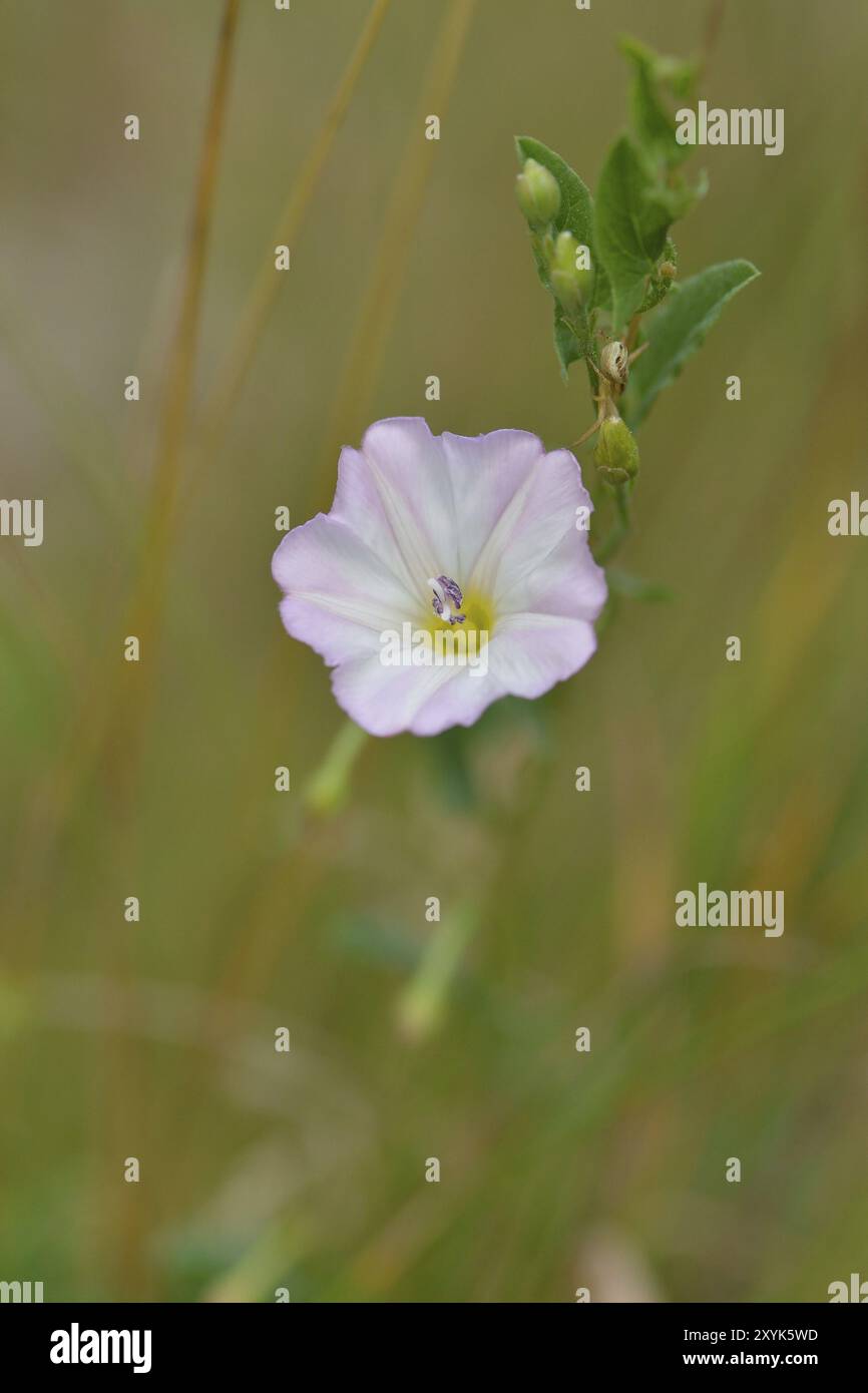 Convolvulus arvensis (Feldweed) auf einer Wiese. Feldweed (Convolvulus arvensis) Stockfoto