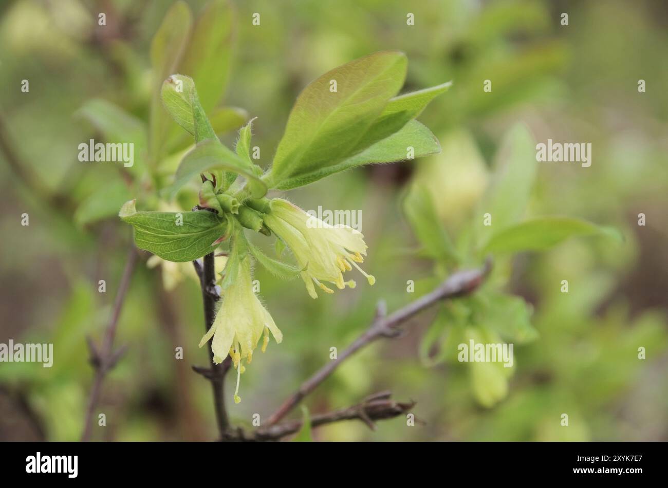 Mayberry Blume, Lonicera kamtschatica Blume 01 Stockfoto