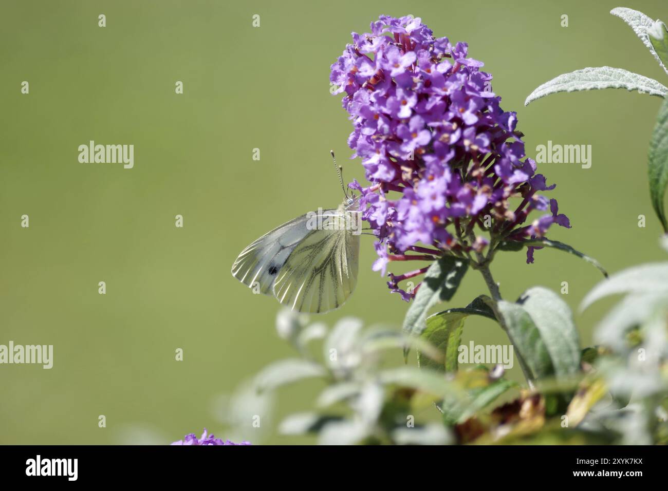 Grün-geädert weiß (Pieris napi), Schmetterling, Sommerlila, Nektar, der grün geäderte weiße Schmetterling saugt Nektar aus der Blüte des Sommerlilaks Stockfoto