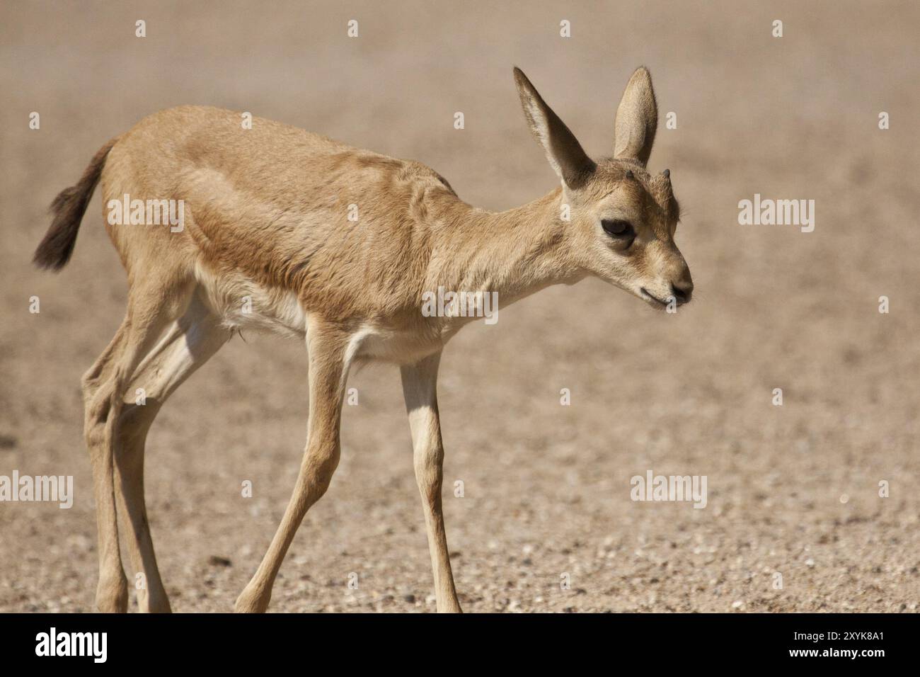 Persische Struma-Gazelle, Kitz Stockfoto