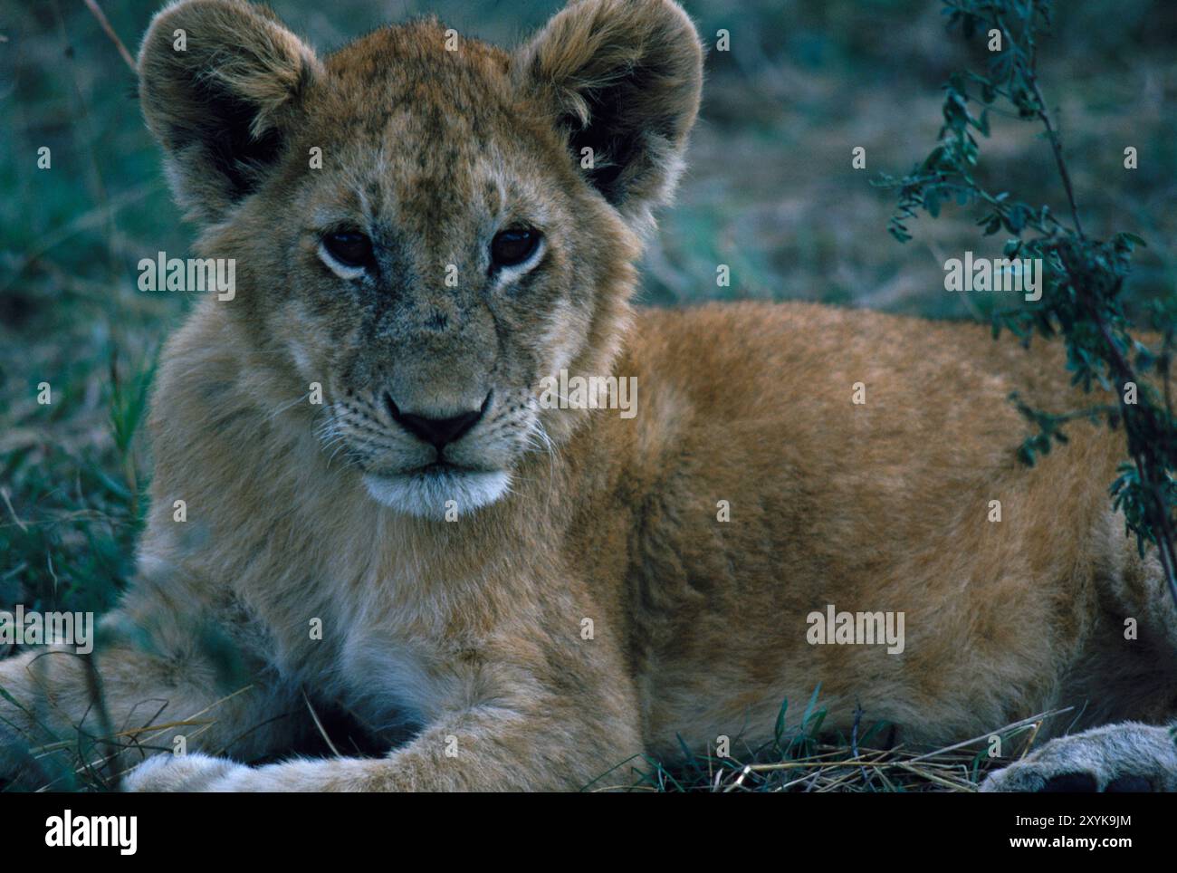 Löwenjunge, Kenia. Stockfoto