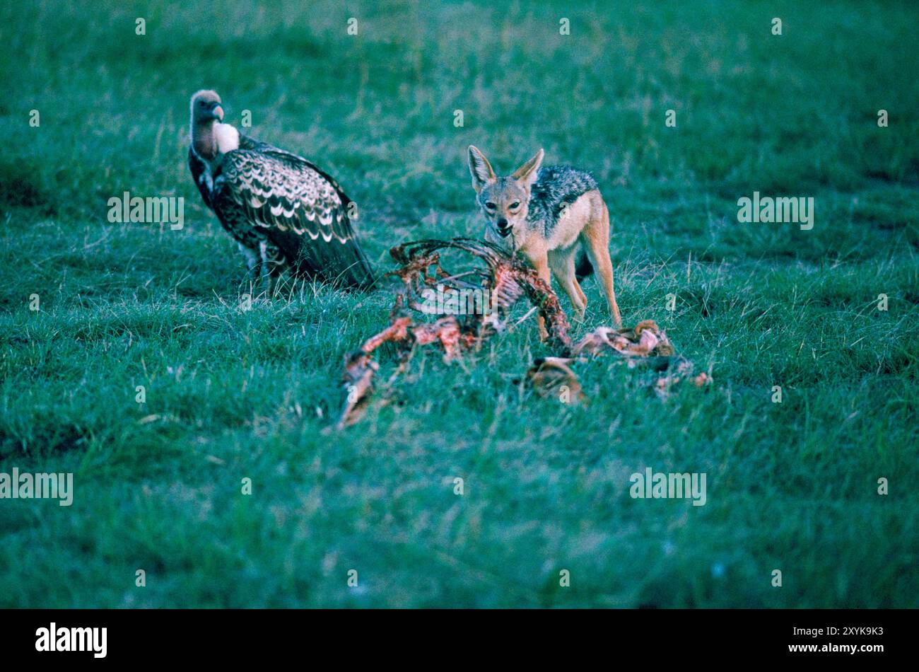 Schakal mit schwarzem Rücken ringt mit Tierknochen, Kenia. Stockfoto