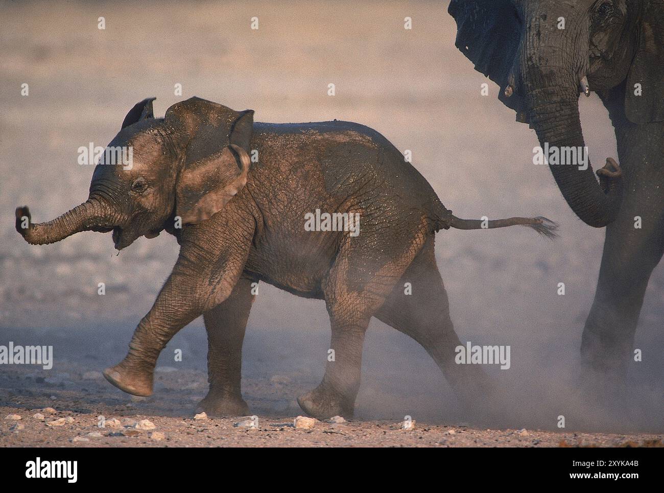 Baby Elefant, Namibia Stockfoto