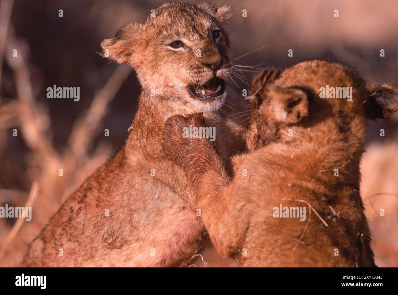 Löwen essen ein totes Zebra, Kenia. Stockfoto