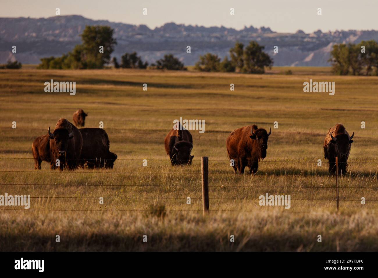 Gruppe von Bisons, die bei Sonnenuntergang in der Nähe des Badlands National Park in die Kamera schauen Stockfoto