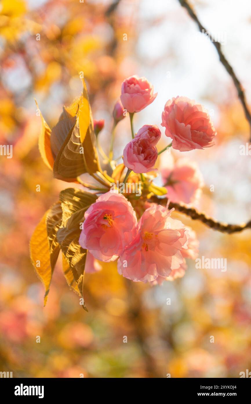 Nahaufnahme der rosa Kirschblüten in der Abendsonne Stockfoto