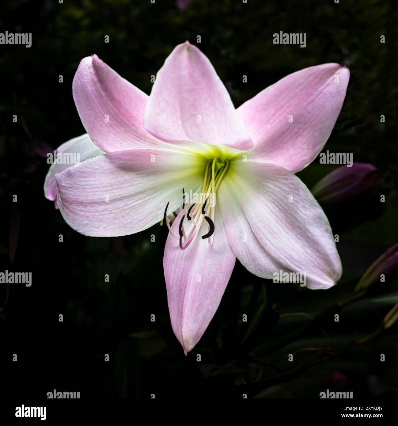 Amaryllis Belladonna Blume wächst in einem Garten in Großbritannien. Stockfoto