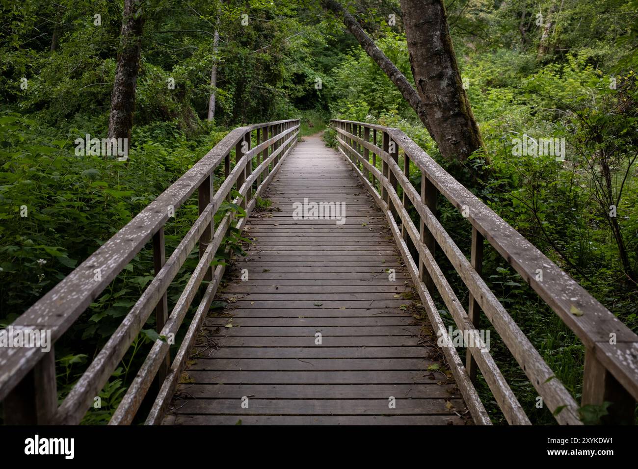 Holzweg führt in dichten, üppigen, grünen Wald Stockfoto