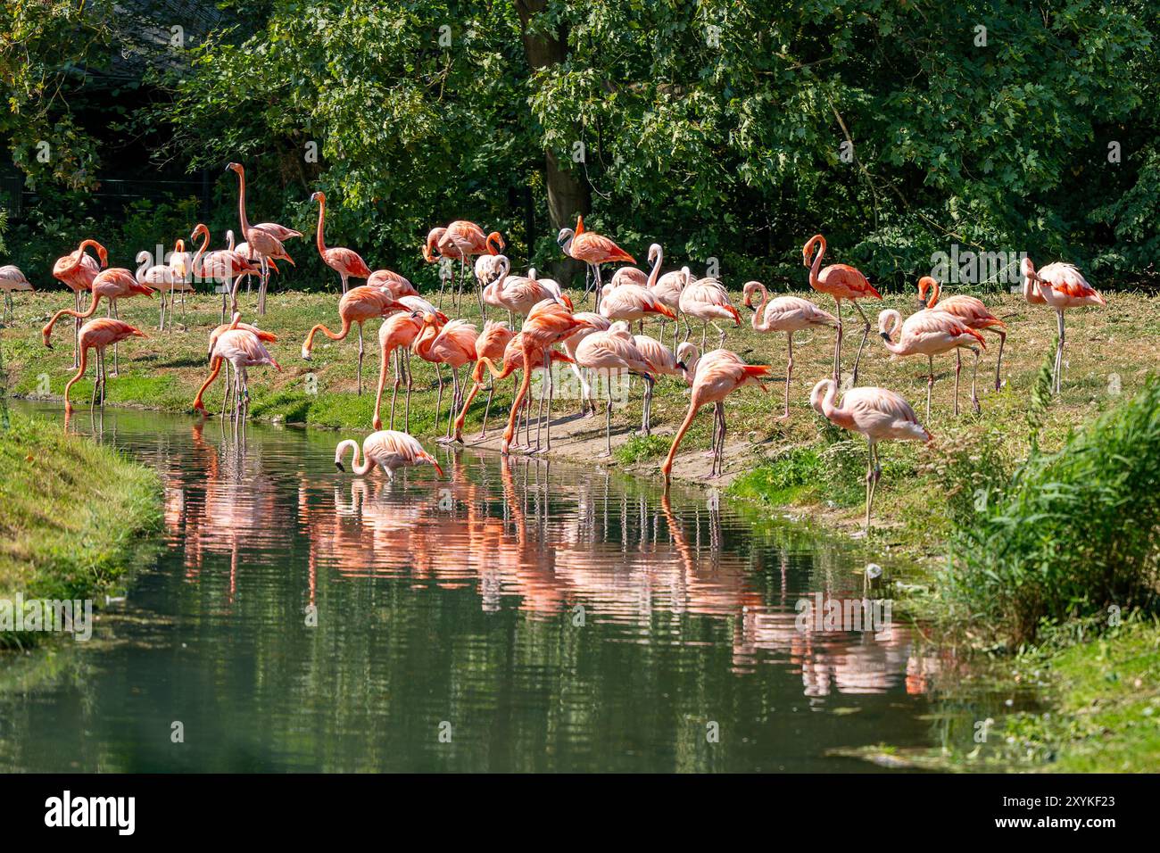 Eine Schar Flamingos wird an einem Fluss gesammelt. Das Wasser ist ruhig und die Vögel stehen im Wasser Stockfoto