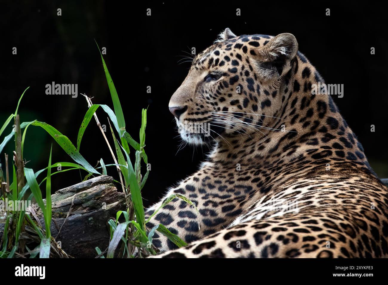 Javan Leopard liegt auf dem Grasfeld Stockfoto