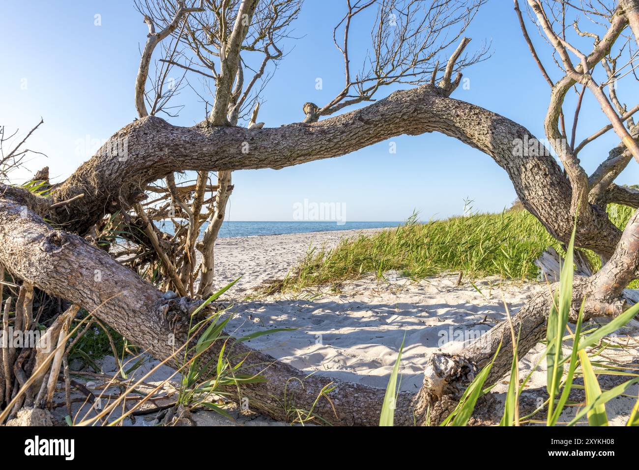 Alte Baumstamm liegt an einem Sandstrand mit Dünen, Wald und bewölkter Himmel Stockfoto