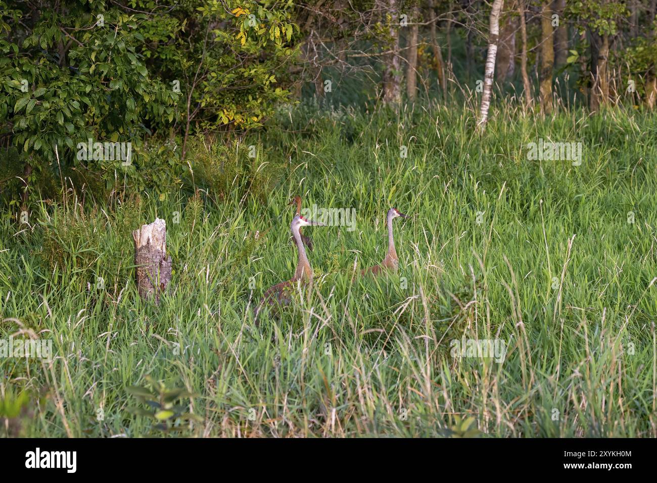 Der Sandhügelkrane (Grus canadensis). Ein Nistpaar im hohen Gras in einem Sumpf Stockfoto