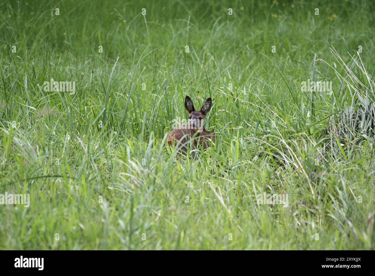 Europäischer Reh (Capreolus capreolus), weiblich, liegend, Gras, Sommer, Deutschland, das Hirsch liegt im hohen Gras und beobachtet aufmerksam das Surroundin Stockfoto