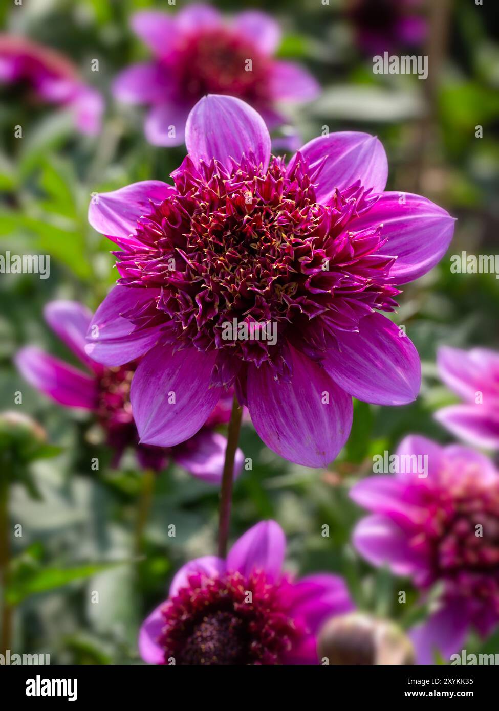 Nahaufnahme der Blume von Dahlia 'Abigail' in einem Garten im Sommer Stockfoto