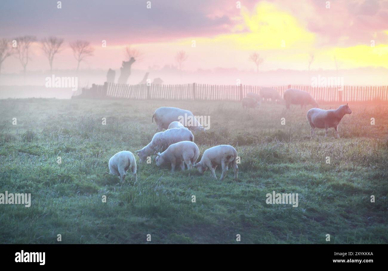 Schafe und Lämmer weiden auf der Weide bei Sonnenaufgang, Holland Stockfoto