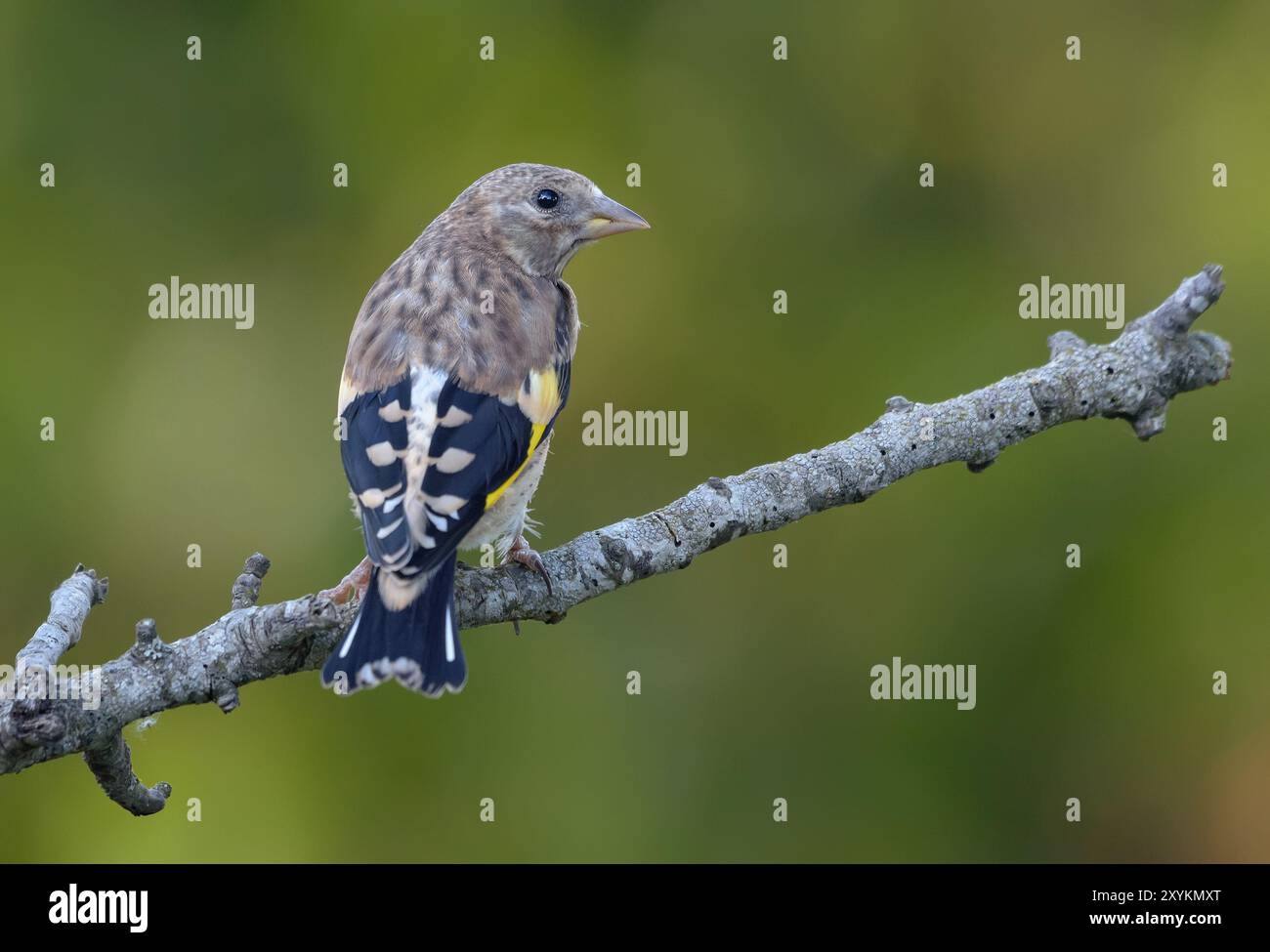 Junger Europäischer Goldfink (Carduelis carduelis), der im süßen Abendlicht auf Flechtenzweig thront Stockfoto