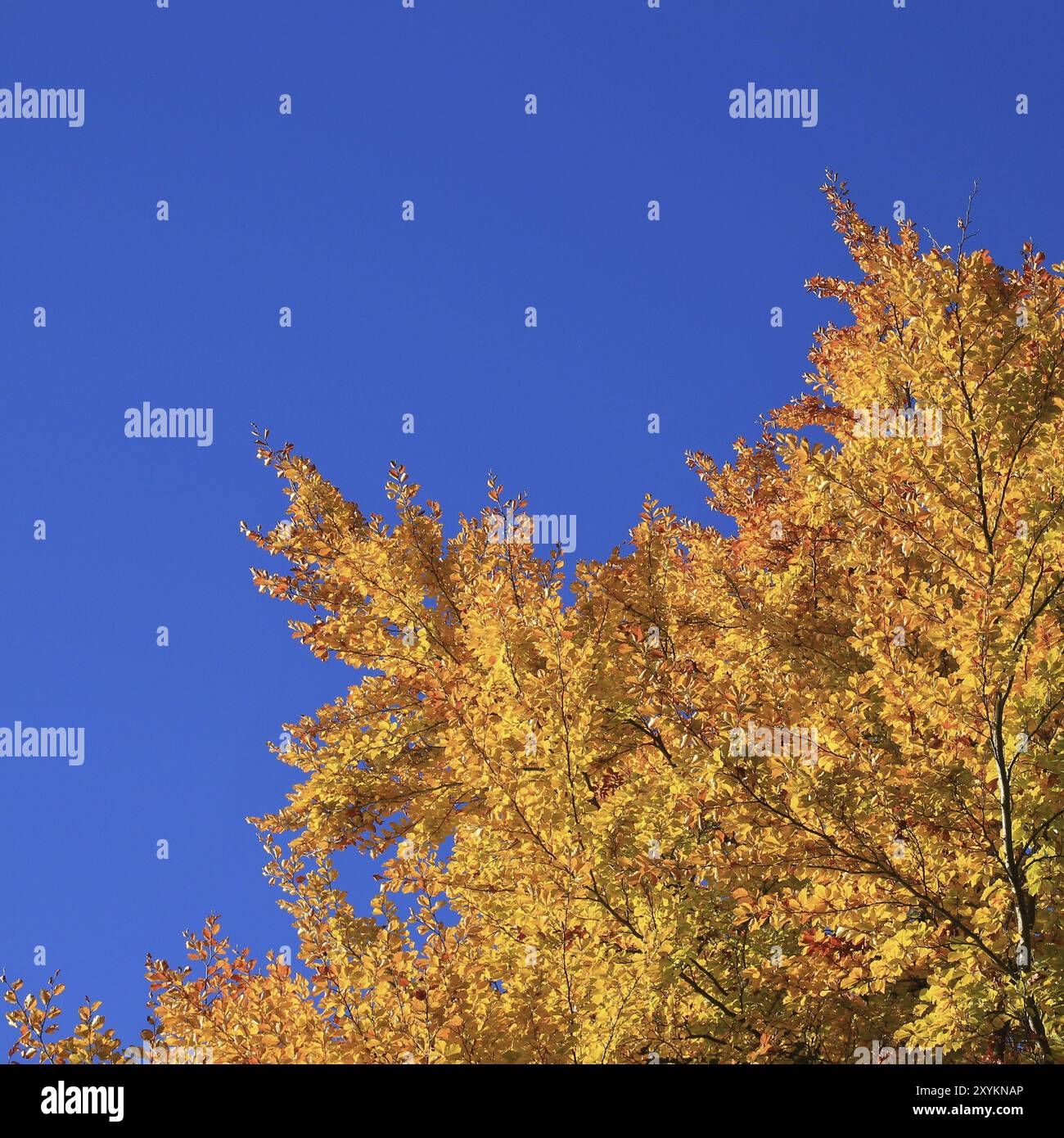 Herbstbild. Goldenes Laub einer Buche Stockfoto