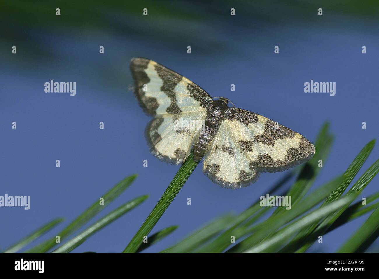 Wolkenrand (Lomaspilis marginata) auf einer Kiefer. Bewölkte Grenze in einem Garten in der Nacht Stockfoto