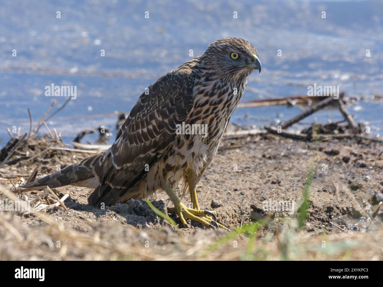 Der junge nördliche Goschawk (accipiter gentilis) liegt an einem Sandstrand in der Nähe eines Sees Stockfoto