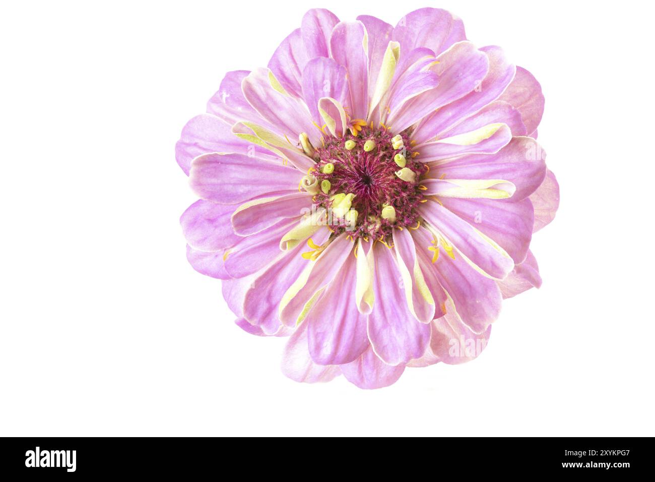 Rosa Zinnia (Zinnia violacea), abgelöst Stockfoto