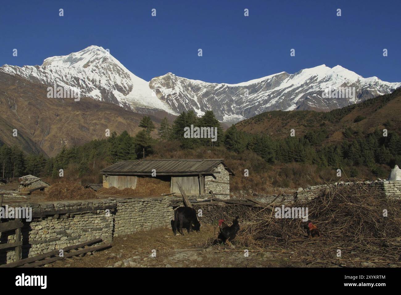 Dhaulagiri und Tukuche Peak Stockfoto