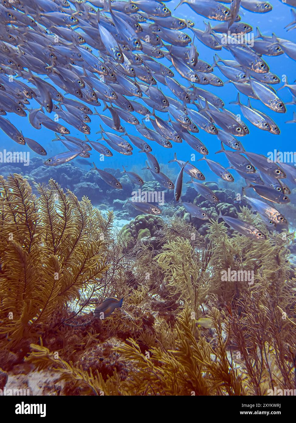 Bait Ball oder Baitball of Jacks vor der Küste der Insel Bonaire Stockfoto