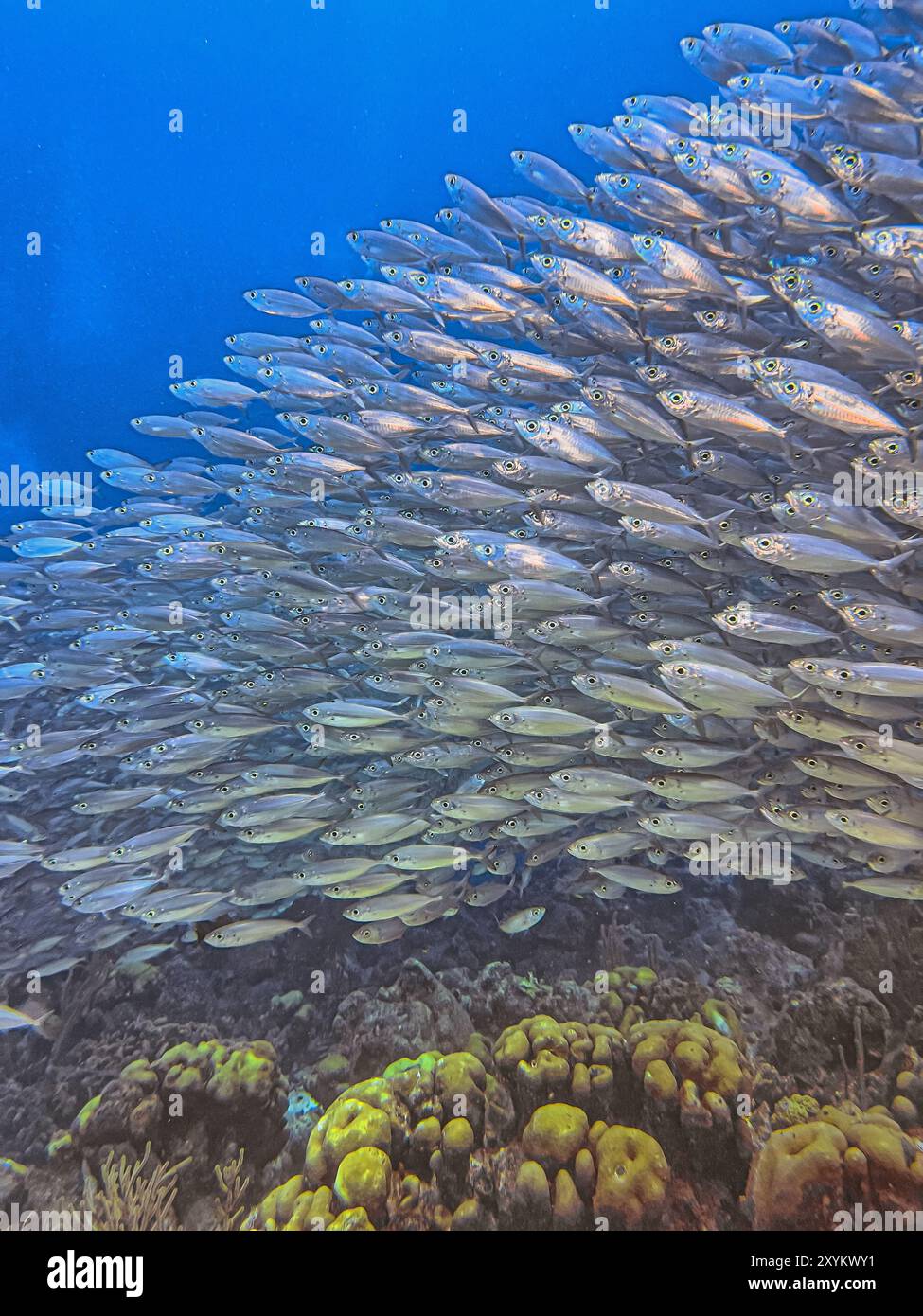 Bait Ball oder Baitball of Jacks vor der Küste der Insel Bonaire Stockfoto