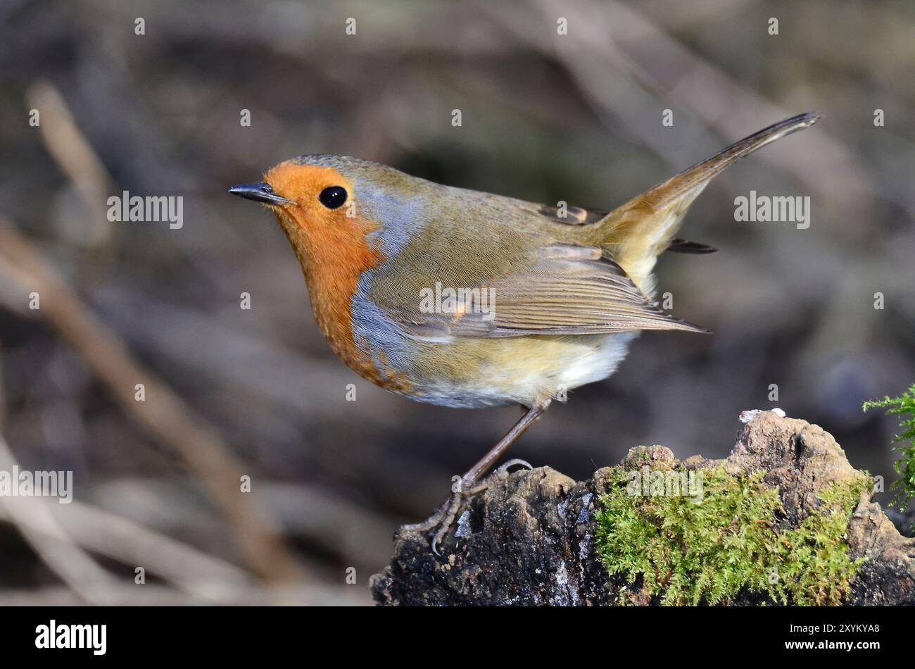 Erwachsene Rotkehlchen thront im Winter Stockfoto