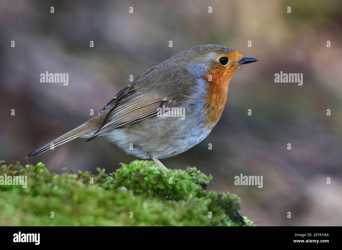 Erwachsene Rotkehlchen thront im Winter Stockfoto