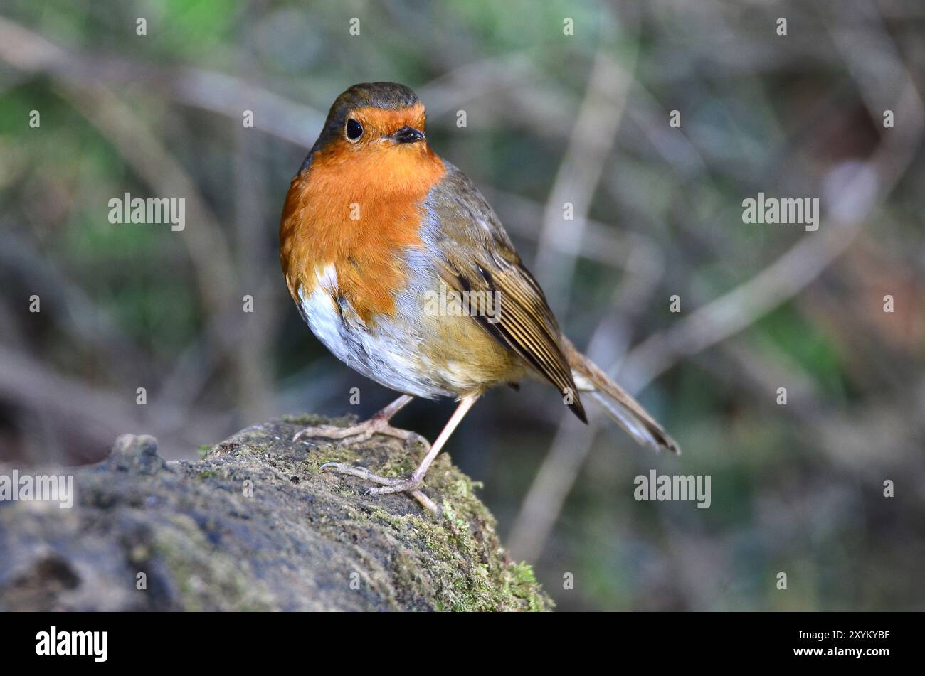 Erwachsene Rotkehlchen thront im Winter Stockfoto