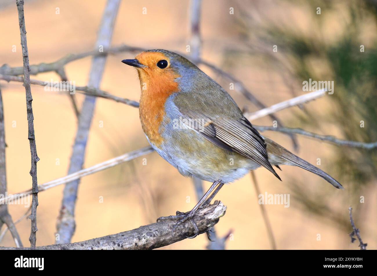 Erwachsene Rotkehlchen thront im Winter Stockfoto