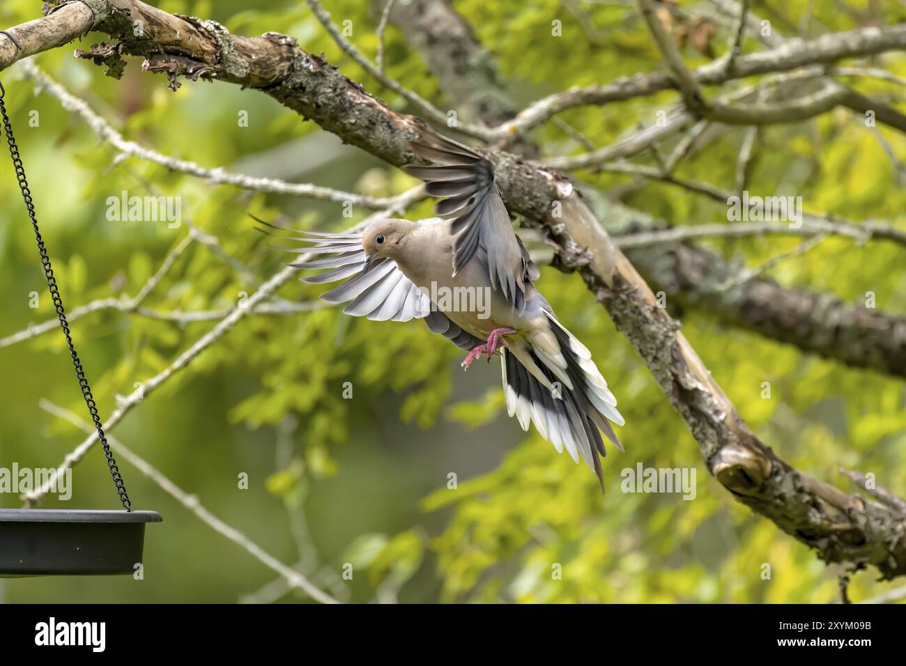 Die Trauertaube (Zenaida macroura) im Flug Stockfoto