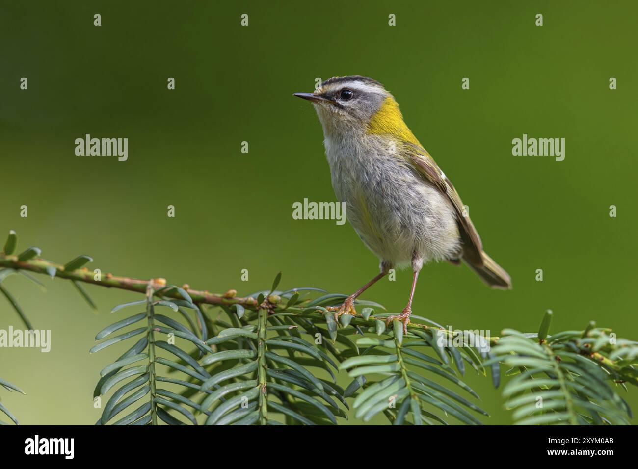 Goldcrest, Regulus Ignicapillus, Lude, Berggebiet, Lude, Steiermark, Slowenien, Europa Stockfoto